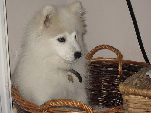 https://images.dog.ceo/breeds/samoyed/n02111889_3326.jpg