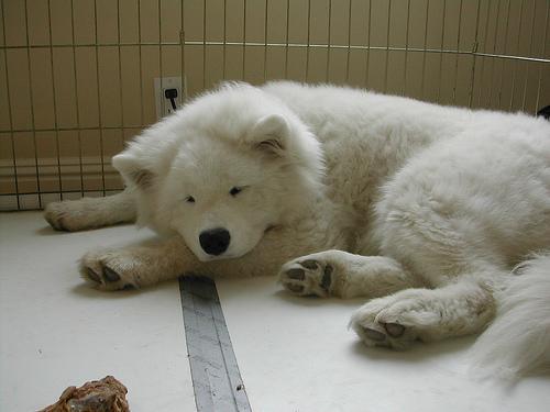 https://images.dog.ceo/breeds/samoyed/n02111889_3345.jpg