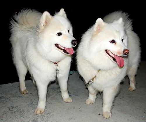 https://images.dog.ceo/breeds/samoyed/n02111889_3399.jpg