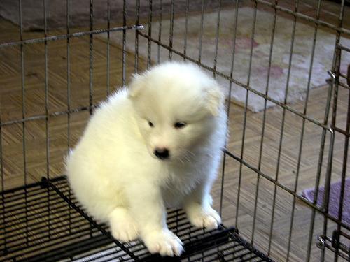 https://images.dog.ceo/breeds/samoyed/n02111889_3400.jpg