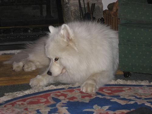 https://images.dog.ceo/breeds/samoyed/n02111889_3471.jpg