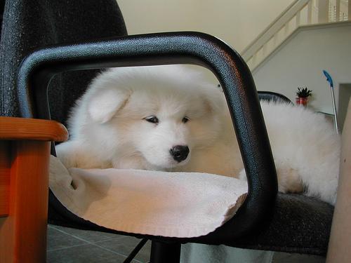 https://images.dog.ceo/breeds/samoyed/n02111889_3476.jpg