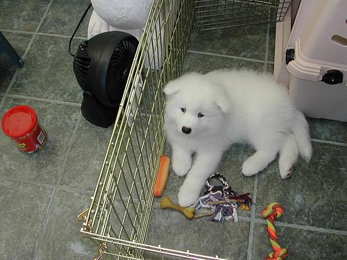 https://images.dog.ceo/breeds/samoyed/n02111889_3494.jpg