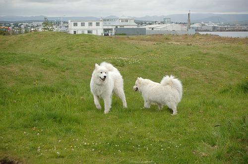 https://images.dog.ceo/breeds/samoyed/n02111889_3499.jpg