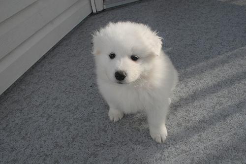 https://images.dog.ceo/breeds/samoyed/n02111889_373.jpg