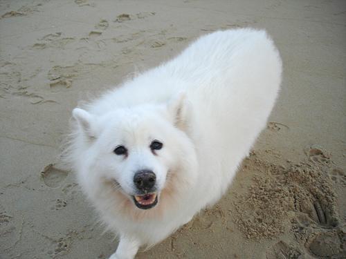 https://images.dog.ceo/breeds/samoyed/n02111889_3960.jpg