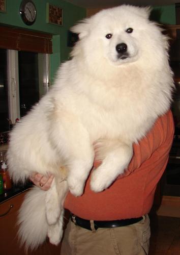 https://images.dog.ceo/breeds/samoyed/n02111889_4027.jpg