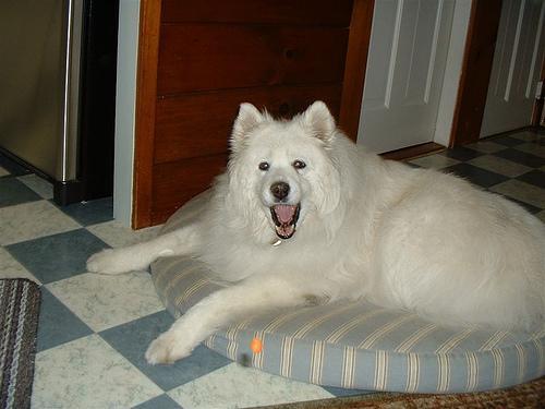 https://images.dog.ceo/breeds/samoyed/n02111889_4073.jpg