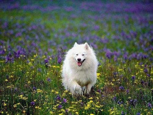 https://images.dog.ceo/breeds/samoyed/n02111889_4142.jpg