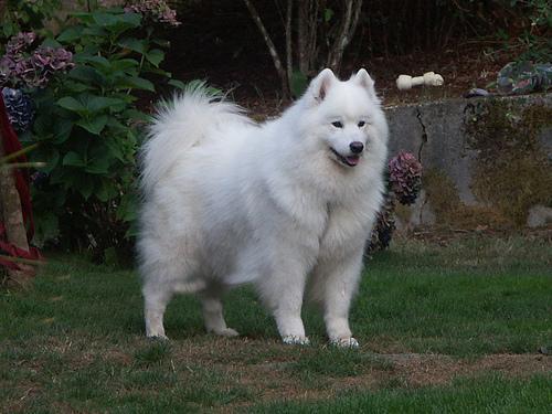 https://images.dog.ceo/breeds/samoyed/n02111889_4159.jpg