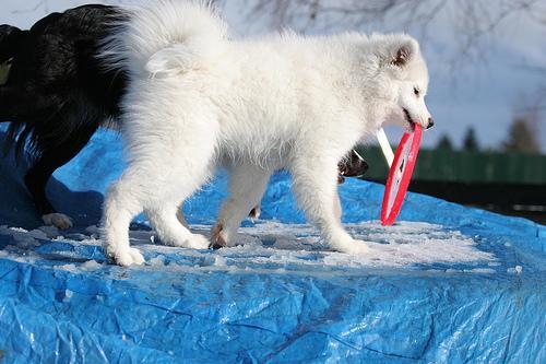 https://images.dog.ceo/breeds/samoyed/n02111889_4194.jpg