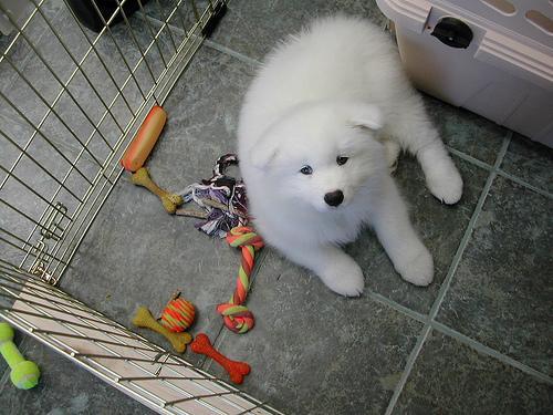 https://images.dog.ceo/breeds/samoyed/n02111889_4368.jpg