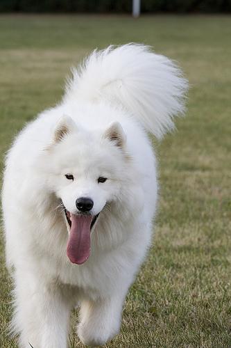 https://images.dog.ceo/breeds/samoyed/n02111889_4381.jpg