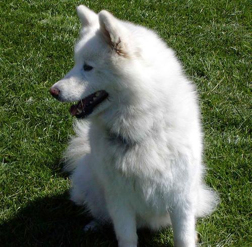 https://images.dog.ceo/breeds/samoyed/n02111889_4408.jpg