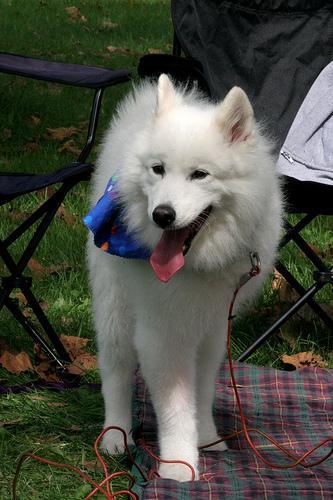 https://images.dog.ceo/breeds/samoyed/n02111889_4470.jpg