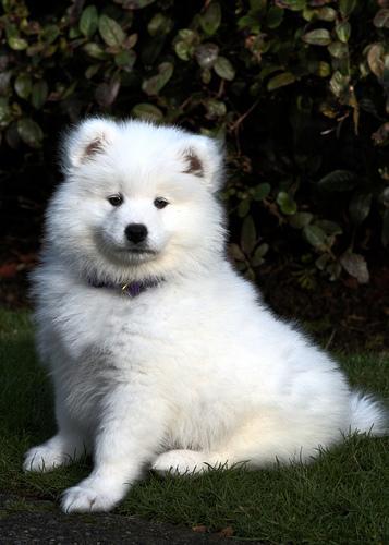 https://images.dog.ceo/breeds/samoyed/n02111889_4634.jpg