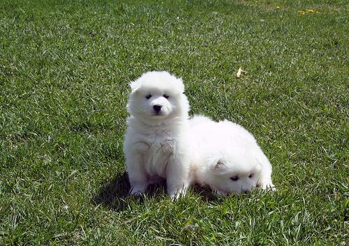 https://images.dog.ceo/breeds/samoyed/n02111889_464.jpg