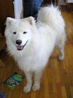 https://images.dog.ceo/breeds/samoyed/n02111889_4679.jpg