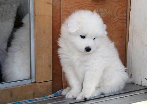 https://images.dog.ceo/breeds/samoyed/n02111889_475.jpg