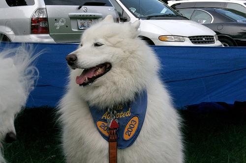 https://images.dog.ceo/breeds/samoyed/n02111889_4809.jpg