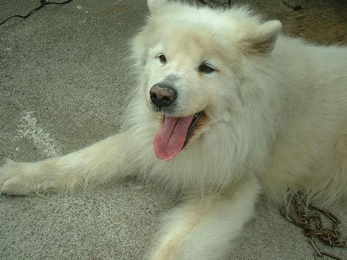 https://images.dog.ceo/breeds/samoyed/n02111889_4950.jpg