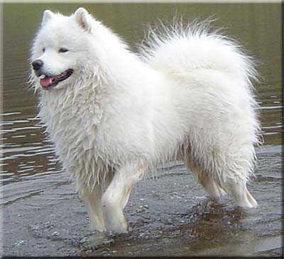 https://images.dog.ceo/breeds/samoyed/n02111889_4967.jpg