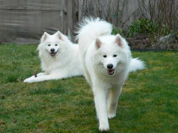 https://images.dog.ceo/breeds/samoyed/n02111889_5145.jpg