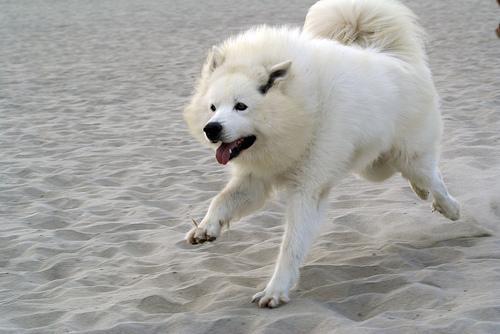 https://images.dog.ceo/breeds/samoyed/n02111889_5212.jpg