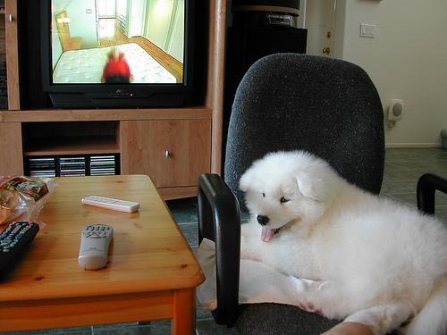 https://images.dog.ceo/breeds/samoyed/n02111889_5463.jpg