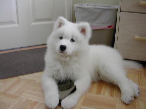 https://images.dog.ceo/breeds/samoyed/n02111889_5474.jpg