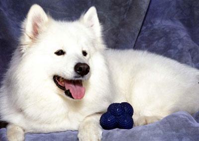 https://images.dog.ceo/breeds/samoyed/n02111889_5489.jpg