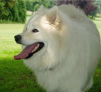 https://images.dog.ceo/breeds/samoyed/n02111889_5532.jpg