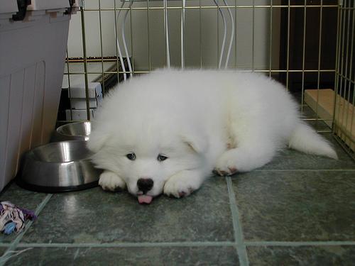 https://images.dog.ceo/breeds/samoyed/n02111889_5602.jpg