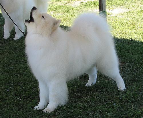 https://images.dog.ceo/breeds/samoyed/n02111889_5679.jpg