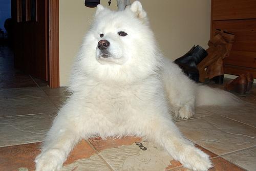 https://images.dog.ceo/breeds/samoyed/n02111889_5680.jpg