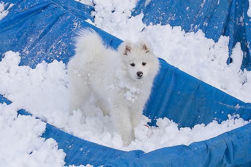 https://images.dog.ceo/breeds/samoyed/n02111889_5738.jpg