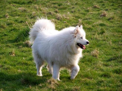 https://images.dog.ceo/breeds/samoyed/n02111889_5786.jpg