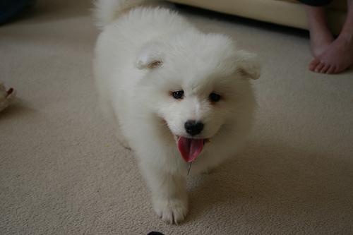 https://images.dog.ceo/breeds/samoyed/n02111889_5932.jpg