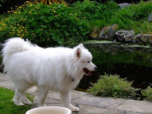 https://images.dog.ceo/breeds/samoyed/n02111889_5965.jpg