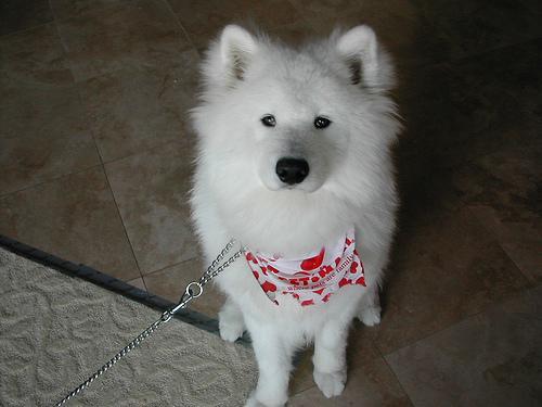 https://images.dog.ceo/breeds/samoyed/n02111889_597.jpg