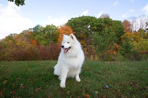 https://images.dog.ceo/breeds/samoyed/n02111889_6076.jpg