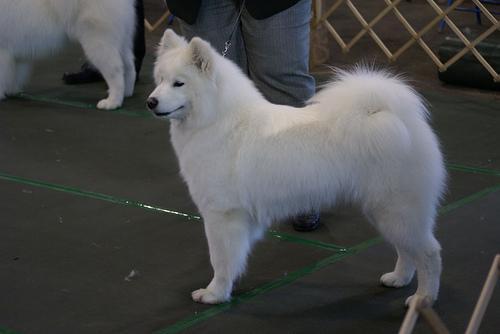 https://images.dog.ceo/breeds/samoyed/n02111889_6333.jpg