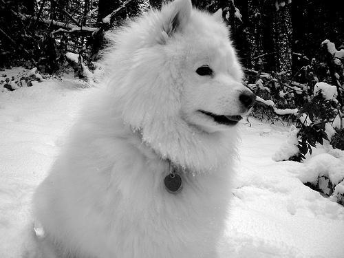 https://images.dog.ceo/breeds/samoyed/n02111889_6343.jpg