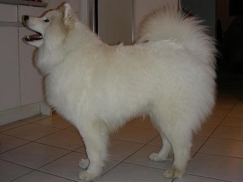 https://images.dog.ceo/breeds/samoyed/n02111889_6376.jpg