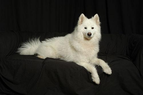 https://images.dog.ceo/breeds/samoyed/n02111889_6419.jpg