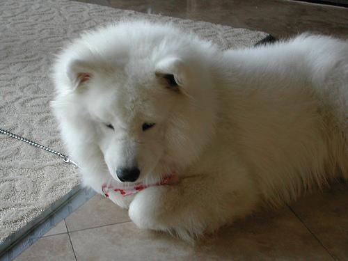 https://images.dog.ceo/breeds/samoyed/n02111889_6425.jpg