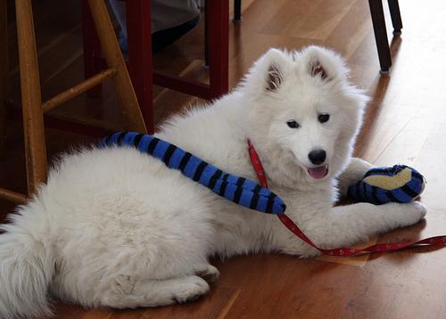 https://images.dog.ceo/breeds/samoyed/n02111889_6512.jpg