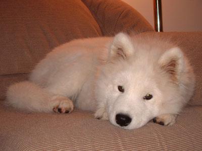 https://images.dog.ceo/breeds/samoyed/n02111889_6545.jpg