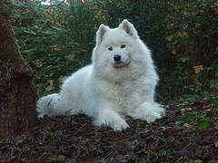 https://images.dog.ceo/breeds/samoyed/n02111889_6566.jpg