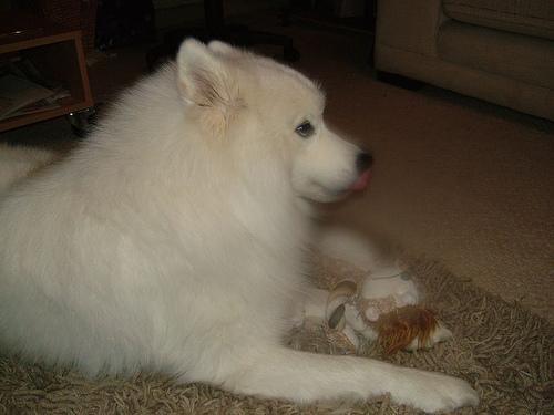 https://images.dog.ceo/breeds/samoyed/n02111889_6595.jpg